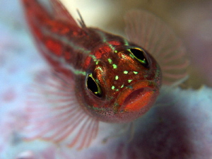Triplefin, Tulamben by Doug Anderson 